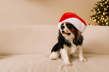Fototapeta na wymiar Funny cute pet dog in a red Santa Claus hat is sitting resting by the Christmas tree in a decorated room in a cozy house on Christmas Eve. Selective focus