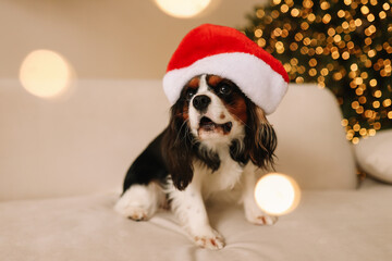 Funny cute pet dog in a red Santa Claus hat is sitting resting by the Christmas tree in a decorated room in a cozy house on Christmas Eve. Selective focus