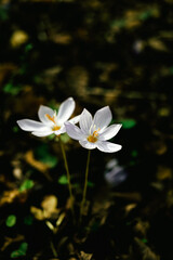 Wild flower growing in a forest