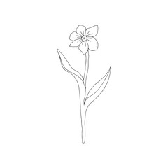 Vector illustration of one black flower narcissus isolated on a white background