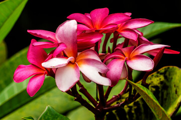 Pink Yellow Frangipini Moorea Tahiti
