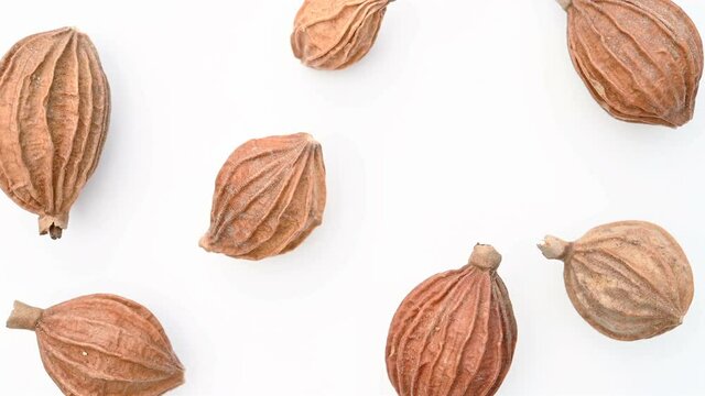 top view herb XiangShaRen or Villous Amomum Fruit or Amomi Fructus rotating