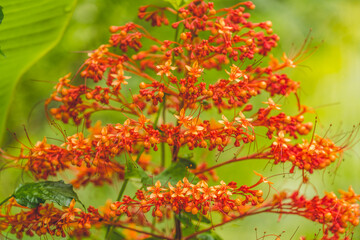 Fototapeta premium Orange Pagoda Flowers Moorea Tahiti