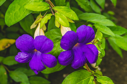 Thunbergia Erecta" Images – Browse 192 Stock Photos, Vectors, and Video |  Adobe Stock