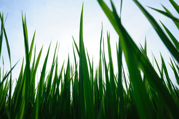 Green rice field under sunrise sky