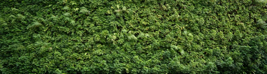 A green wall made from natural plants © Natalia