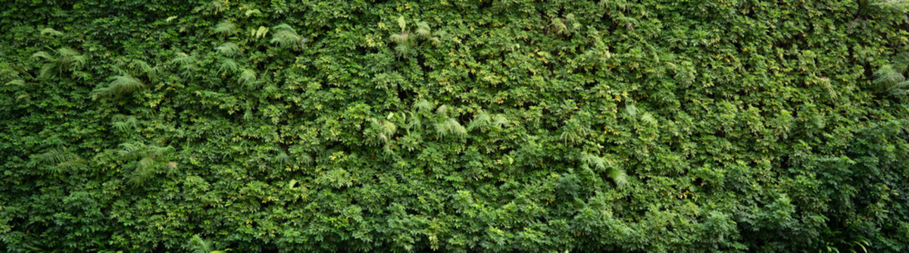 A green wall made from natural plants