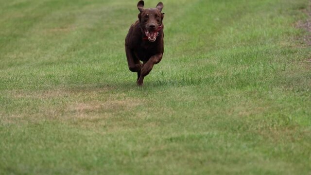 A slow motion shot of a dog running to fetching a practice dummy.