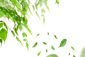Nature fresh green leaves branch isolated on white background