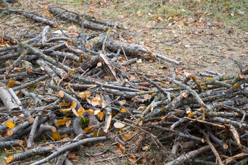 Cut firewood in the yard of village house
