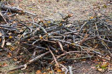 Cut firewood in the yard of village house