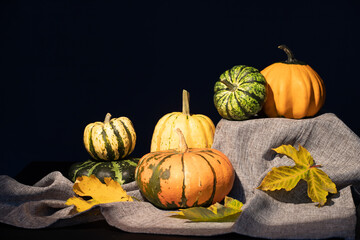 Autumnal composition for Thanksgiving Day with variety of pumpkins on dark rustic wooden background