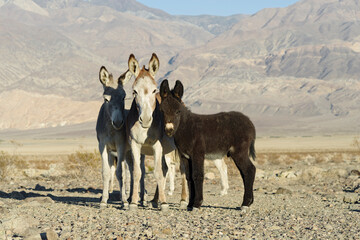This image shows feral donkeys or burros near Death Valley National Park.