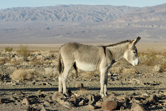 This image shows a feral donkey or burro near Death Valley National Park.
