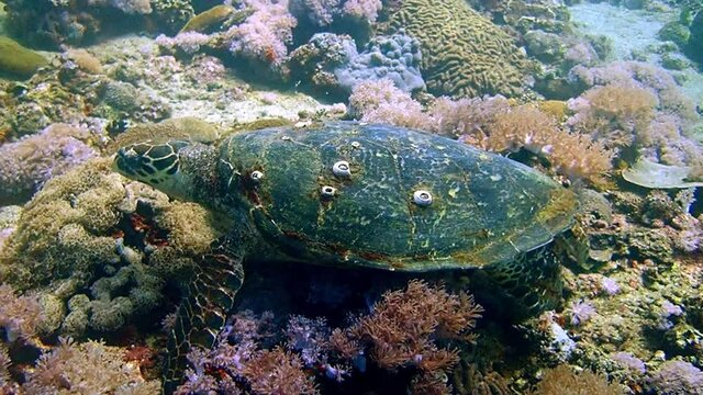 Hawksbill sea turtle (Eretmochelys imbricata), eating soft corals near Anilao, Philippines.  Underwater photography and travel.