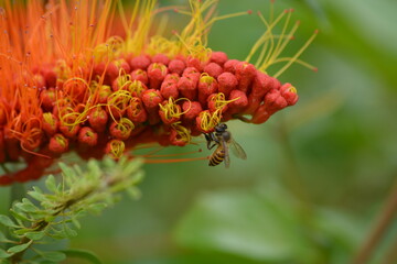 Combretum fruticosum, known as orange flame vine or chameleon vine, is a species of bushwillow that occurs from Mexico to northern Argentina