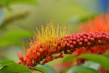 Combretum fruticosum, known as orange flame vine or chameleon vine, is a species of bushwillow that...