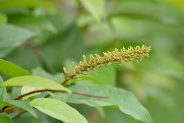 Combretum fruticosum, known as orange flame vine or chameleon vine, is a species of bushwillow that occurs from Mexico to northern Argentina