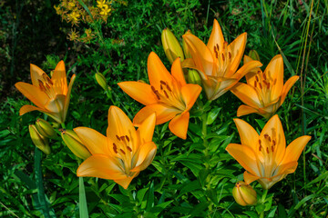 Obraz premium Floral garden. Beautiful orange Lily (Latin: Lilium) closeup. Soft selective focus.