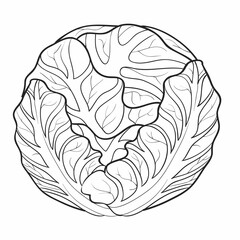 sketch, dense head of cabbage, coloring book, cartoon illustration, isolated object on white background,
