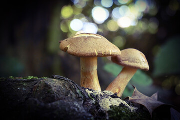 Champignons dans la forêt