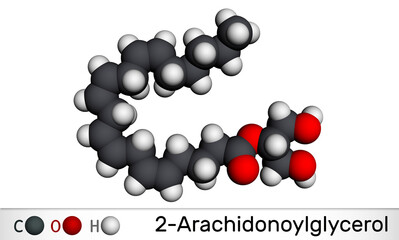 2-Arachidonoylglycerol, 2-AG molecule. It is an endocannabinoid, formed from omega-6 arachidonic acid and glycerol. Molecular model. 3D rendering