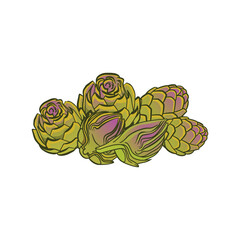 Artichoke. Artichoke green flower heads isolated on white. Globe artichoke thistle cultivated as food. Vector illustration on a white background