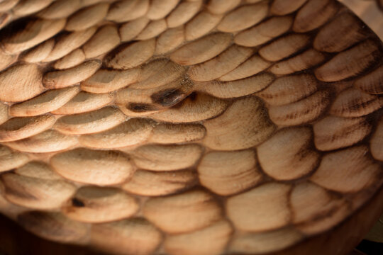 Wooden texture of handcrafted wood serving boards