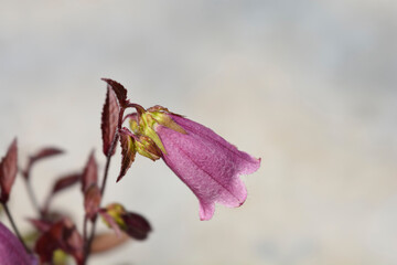 Bellflower Campanello Red