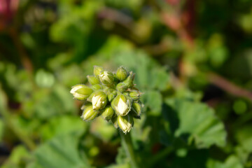 Horse-shoe pelargonium