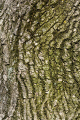 Norway maple