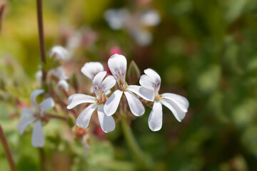 Apple scented geranium