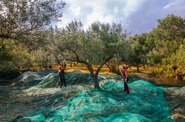 Crete Greece,  Fresh olives harvesting from women agriculturalists in an olive field in Crete. - obrazy, fototapety, plakaty