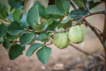 Two ripe guavas on the guava tree.