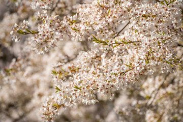 Yoshino cherry