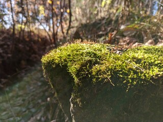green moss on the tree