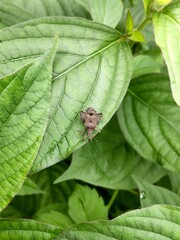 葉脈がくっきりした葉の縁に乗った「ホオズキカメムシ」