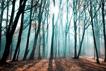 Fototapeta mgła o poranku w lesie w promienie słońca obraz