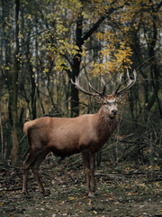 Naklejka na ściany i meble Deer stag portrait in the woods.