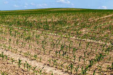 Fototapeta na wymiar green young corn on an agricultural field in the spring season