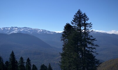 Fir trees on the background of snow-capped mountains