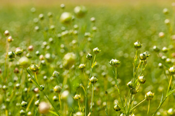 an agricultural field where flax is grown