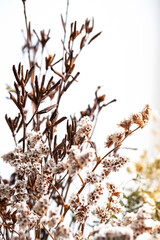 Dried flowers pattern. Modern boho style floral background. Wall decor, poster, copy space.