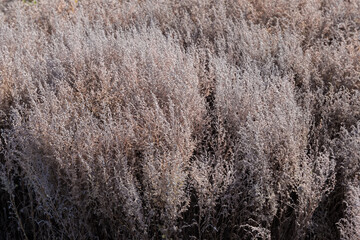 Dry high grass in sunny autumn day, selective focus