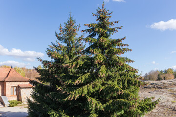 Two dense spruces with cones in park in sunny weather