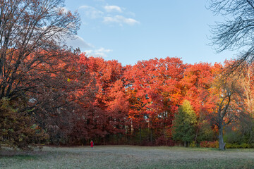 Red oaks on glade edge in autumn park at sunset