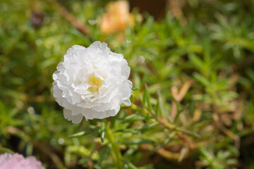 White Portulaca oleraceag flowers are blooming