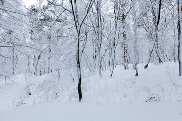 different types of bare deciduous trees without foliage