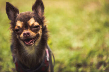 Long haired chihuahua dog playing