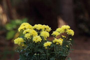 Chrysanthemums sometimes called mums or chrysanths flowers